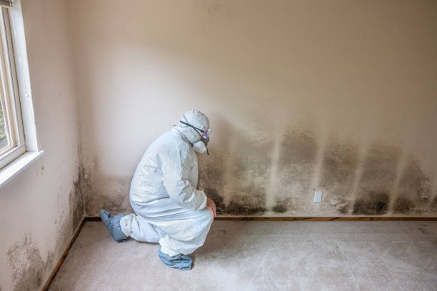 Best Emergency Mold Remediation  in Chauvin, LA